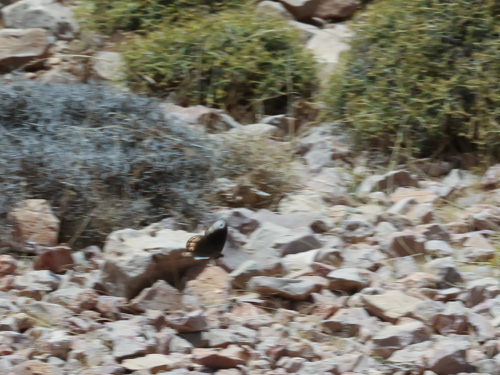 Photo: abdelkader11.jpg
