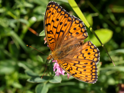 Photo: adippe25.jpg