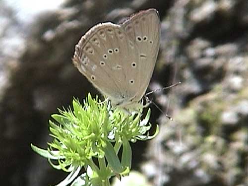Photo: admetus
