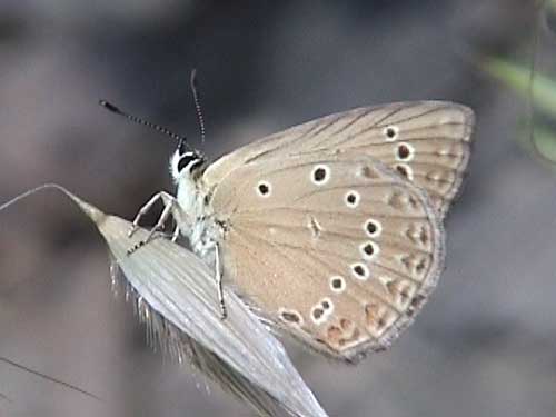 Photo: admetus