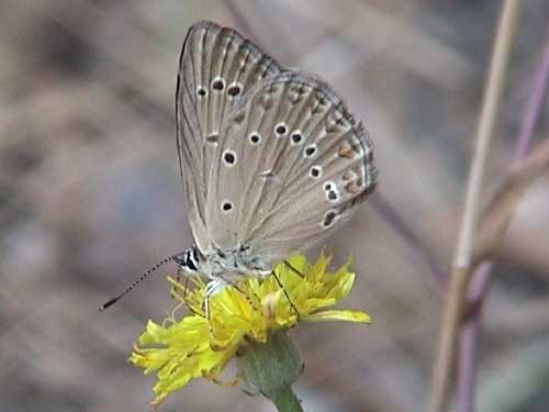 Photo: admetus