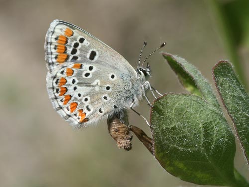 Photo: agestis15.jpg