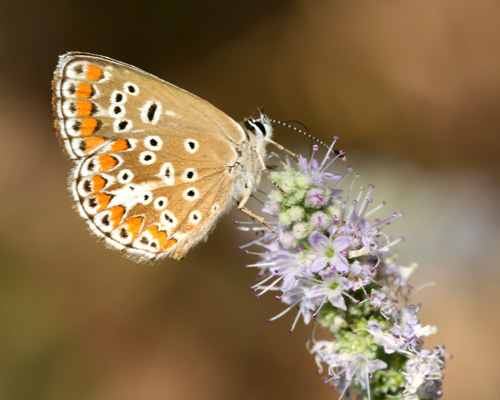 Photo: agestis16.jpg