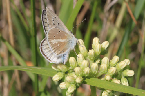 Photo: ainsae