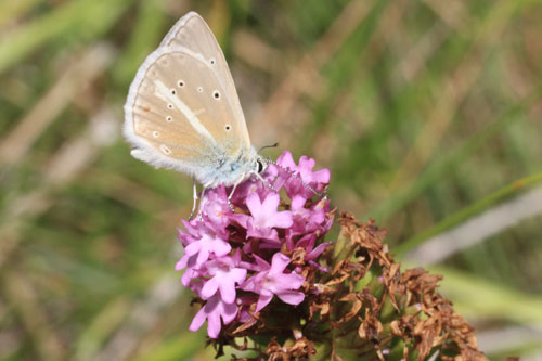 Photo: ainsae