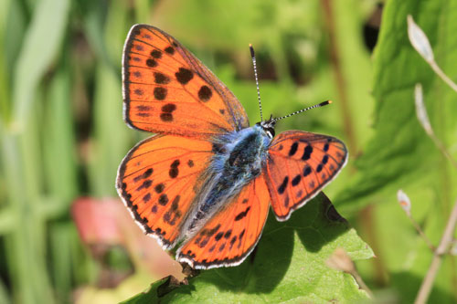 Photo: alciphron
