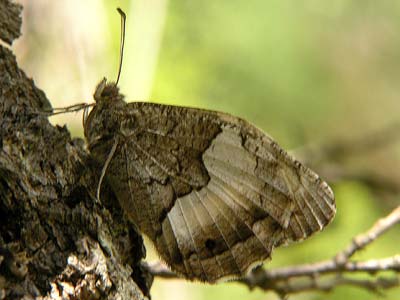 Photo: alcyone1.jpg