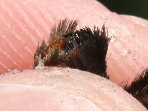 Photo: alcyone