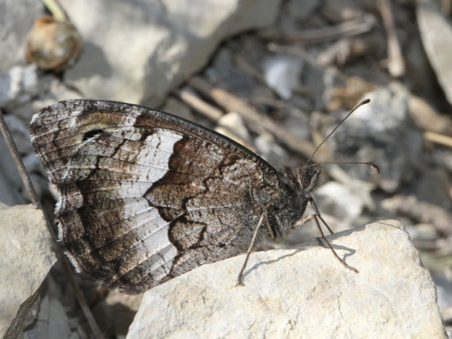 Photo: alcyone6.jpg
