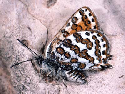 Photo: allardiC2.jpg