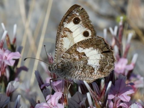 Photo: anthelea