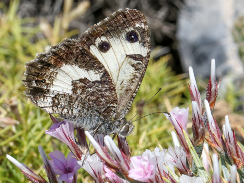 Photo: anthelea