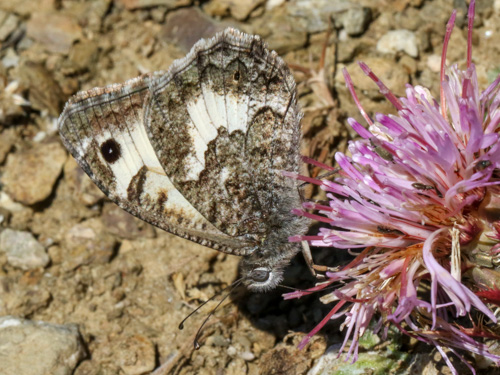 Photo: anthelea