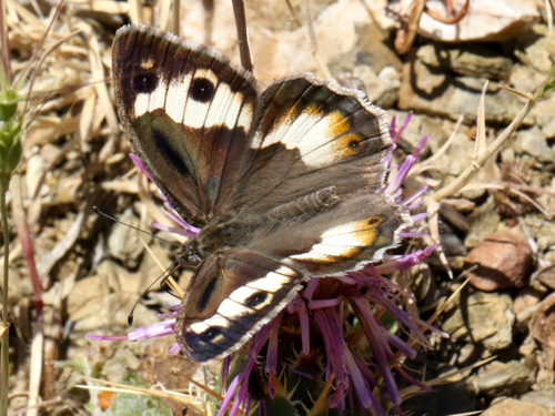 Photo: anthelea