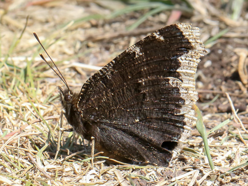 Photo: antiopa
