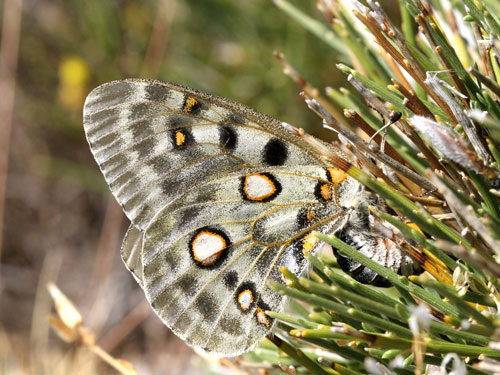 Photo: apollo