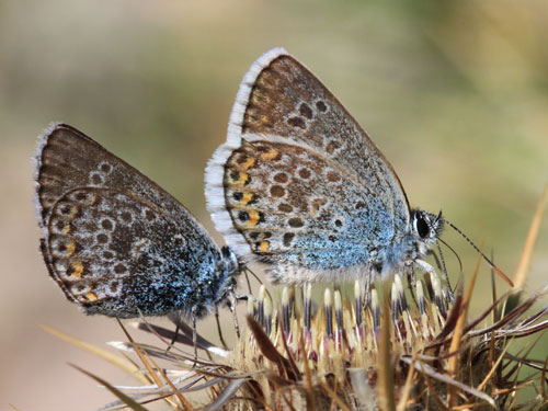 Photo: argus corsicus