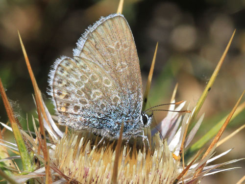 Photo: argus corsicus