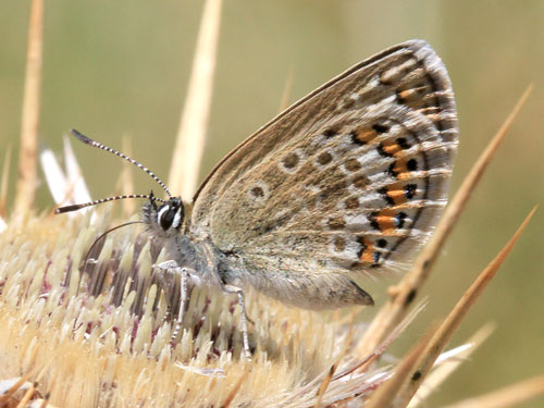 Photo: argus corsicus