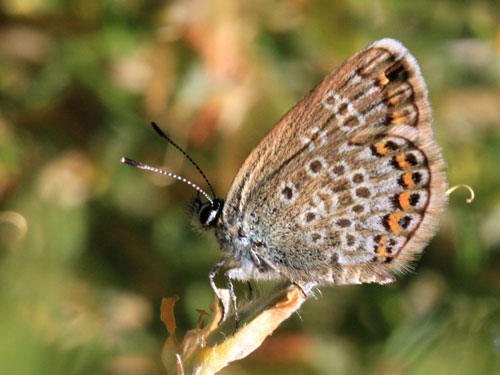 Photo: argus corsicus