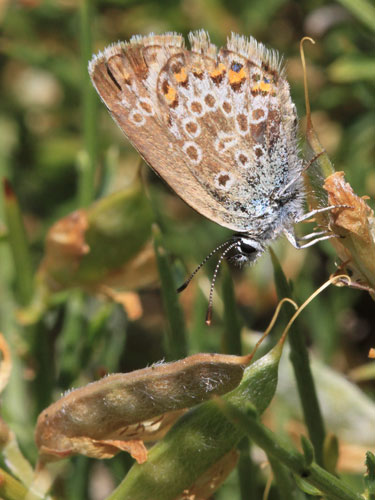 Photo: argus corsicus