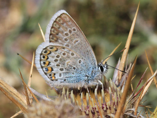 Photo: argus corsicus