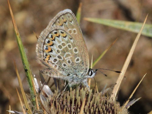 Photo: argus corsicus