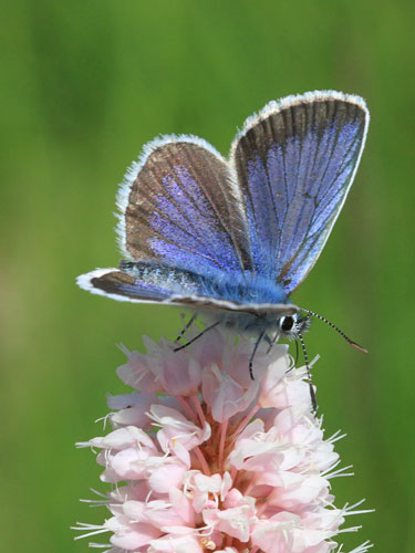 Photo: argus19.jpg