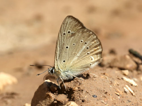 Photo: aroaniensis11.jpg