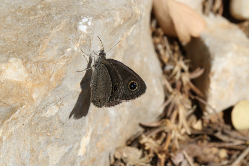 Photo: asterope12.jpg