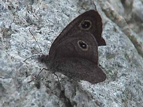 Photo: asterope2.jpg
