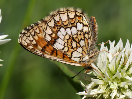 Photo: aurelia101.jpg