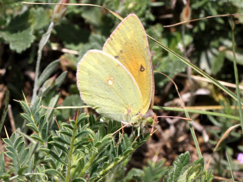 Photo: aurorina16.jpg