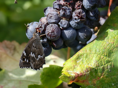 Photo: bacchus