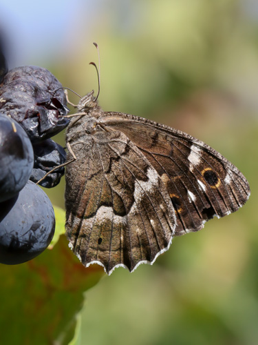 Photo: bacchus