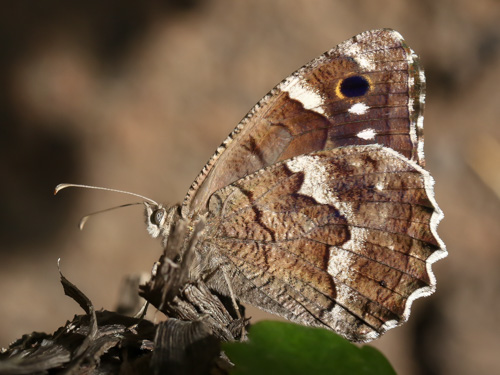 Photo: bacchus