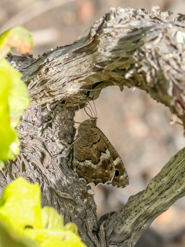 Photo: bacchus