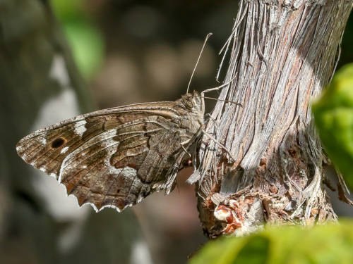 Photo: bacchus