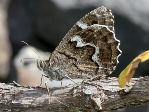 Photo: bacchus