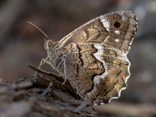 Photo: bacchus