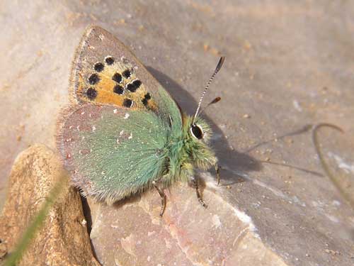 Photo: ballus1.jpg