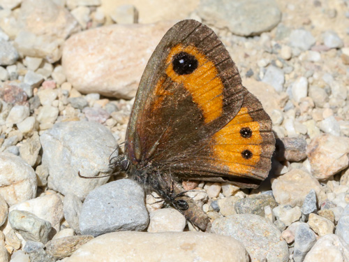 Photo: bathseba44.jpg