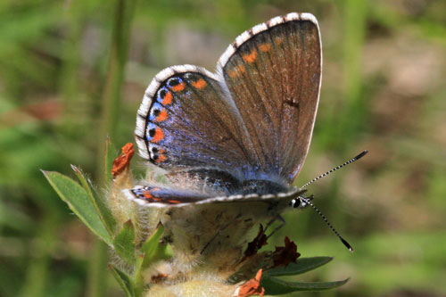 Photo: bellargus