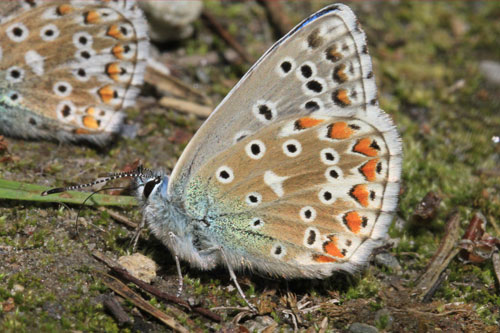 Photo: bellargus