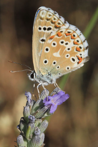 Photo: bellargus