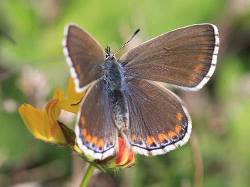 Photo: bellargus