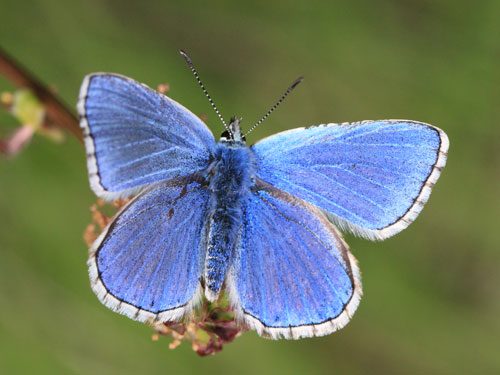 Photo: bellargus