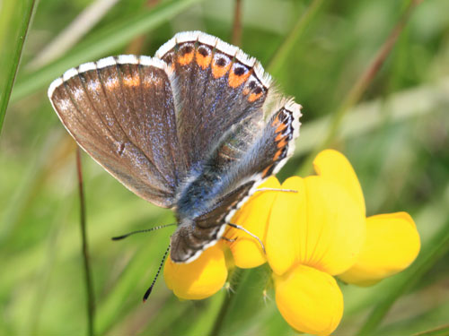 Photo: bellargus