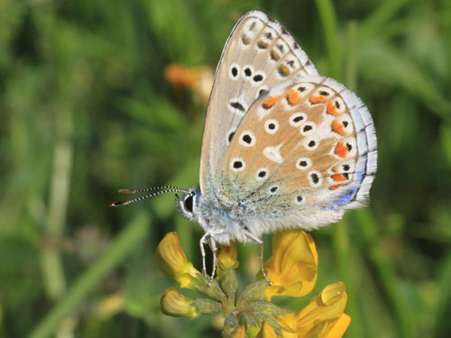 Photo: bellargus