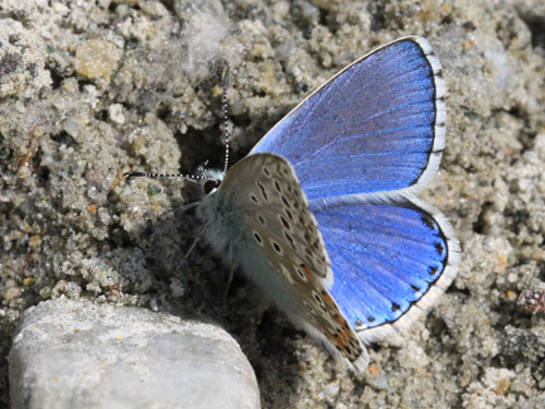 Photo: bellargus